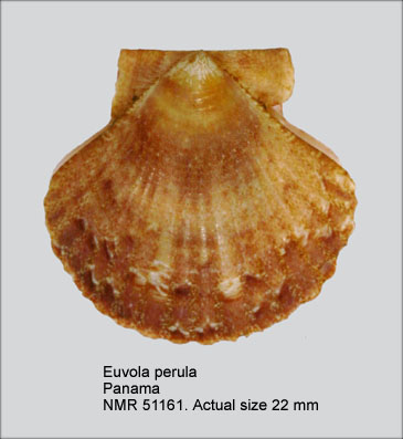 Euvola perula.jpg - Euvola perula(Olsson,1961)